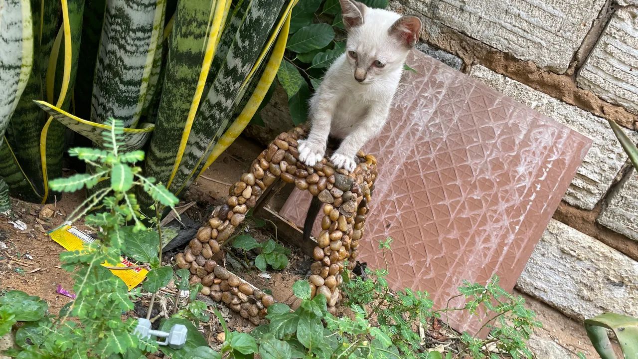 ADOÇÃO  - Foto 3