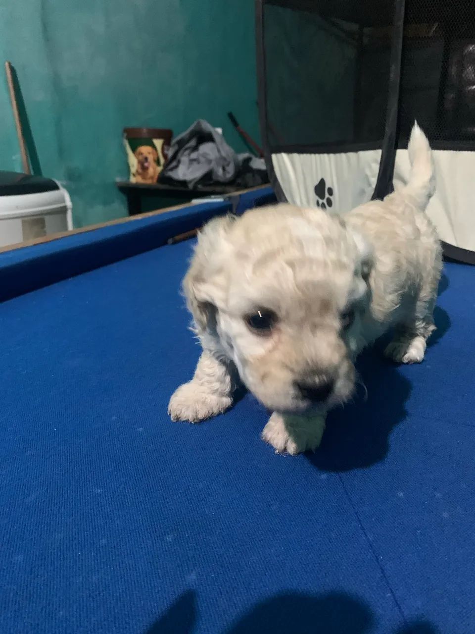 Filhote de cachorro