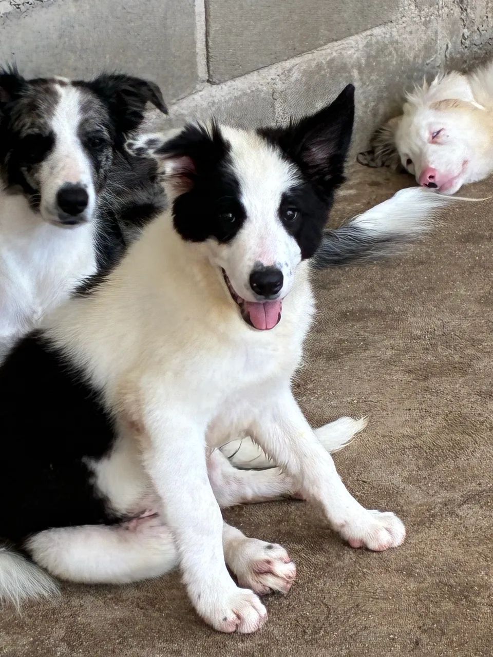 Border Coollie 3 meses