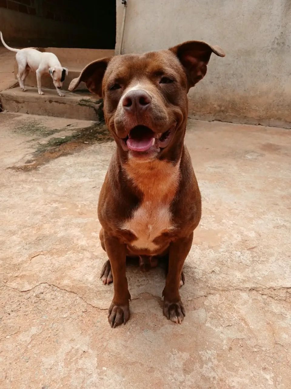CASAL DE PITBULL PARA DOAÇÃO! - Foto 3