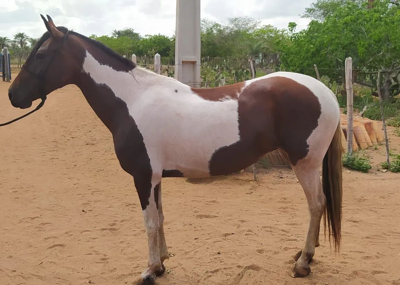 Égua Pampa linda e graúda  - Foto 2