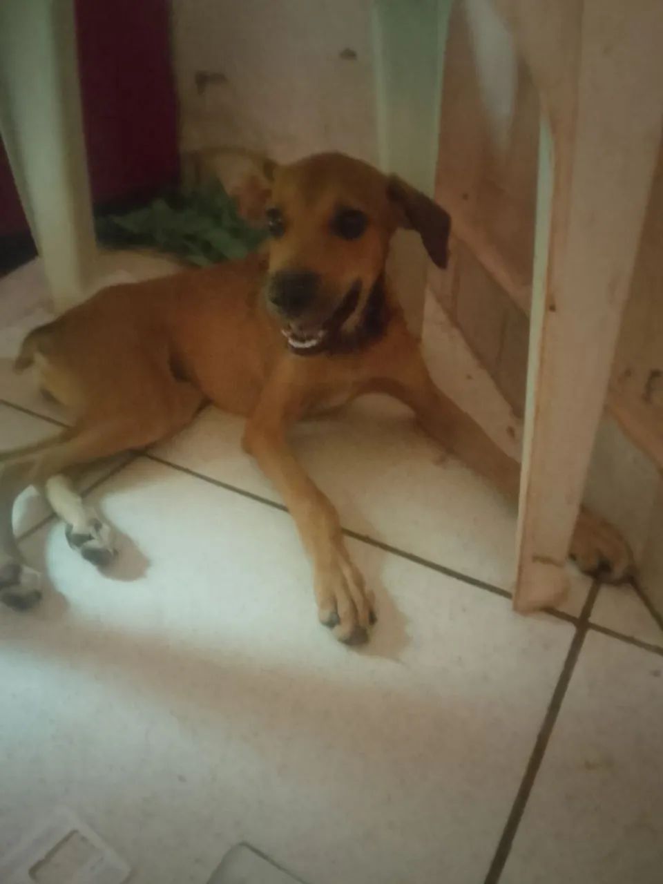 Doação de cachorra fêmea  - Foto 2