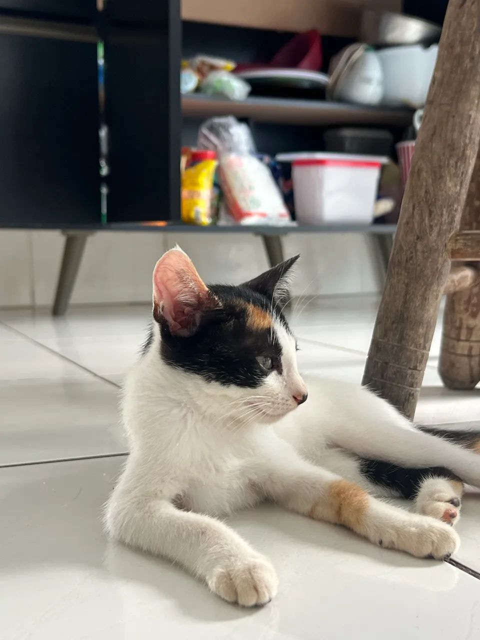 Doação Responsável  - Foto 3