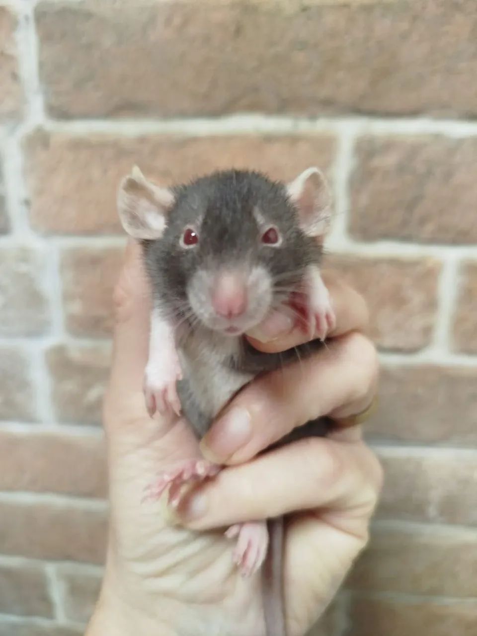 Ratos Twister Mercol - Foto 5