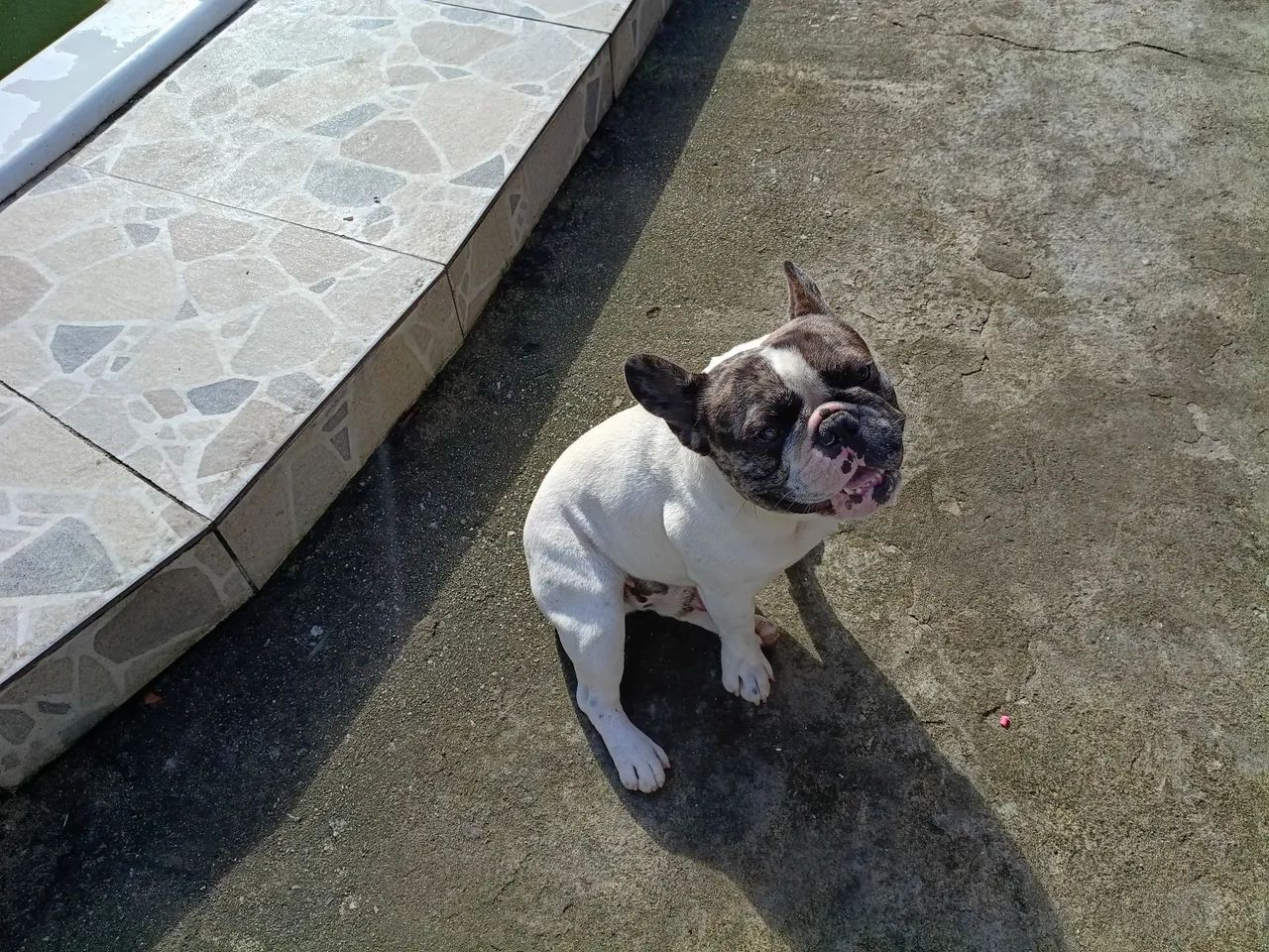 Buudog francês  - Foto 3