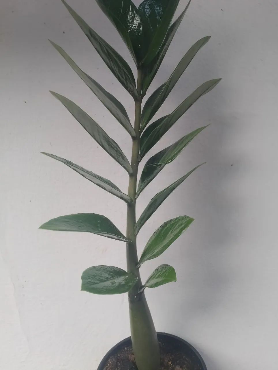 Zamioculca 
