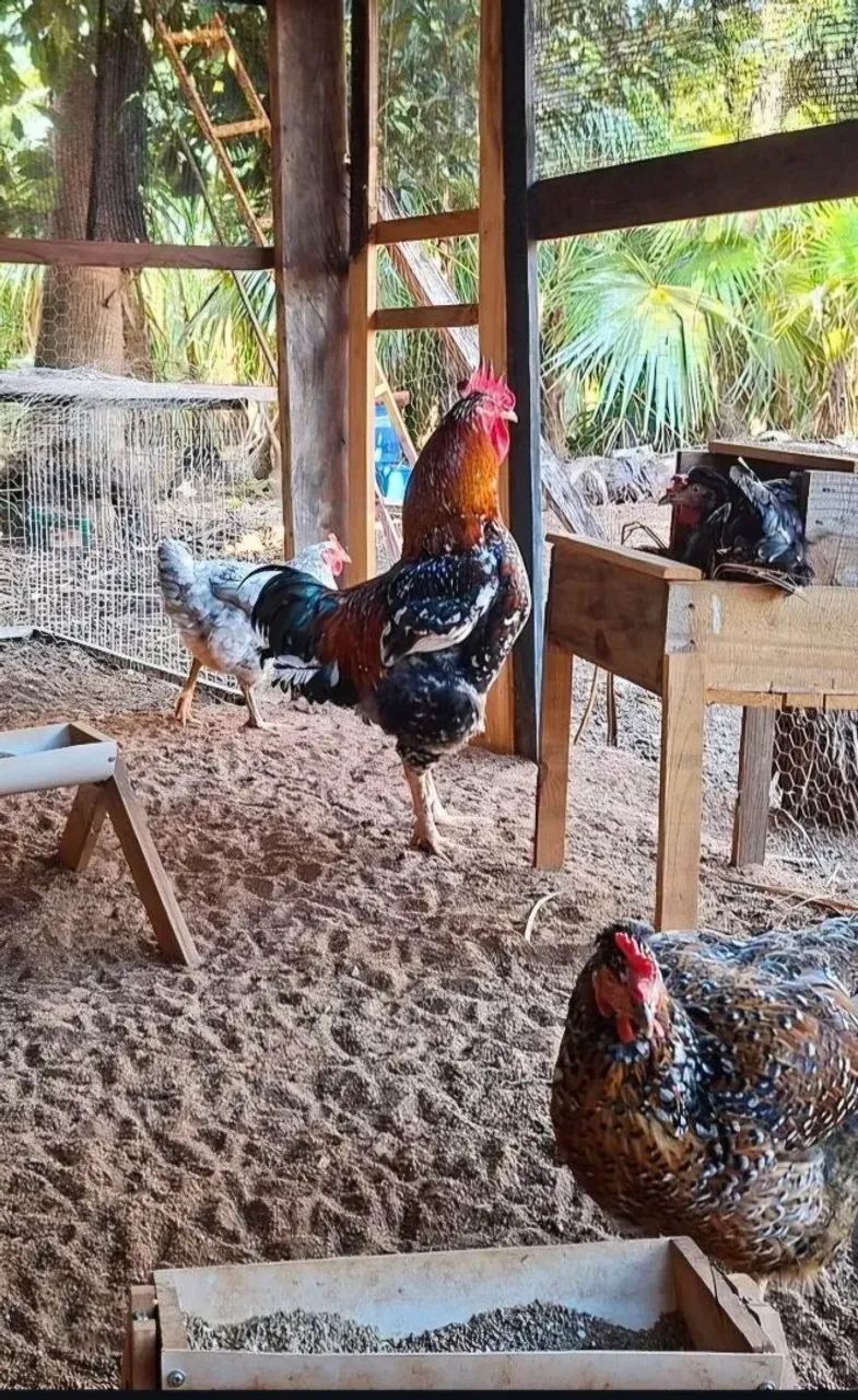 Pintinhos e ovos GSB - Galinha Sertaneja Balão  - Foto 2