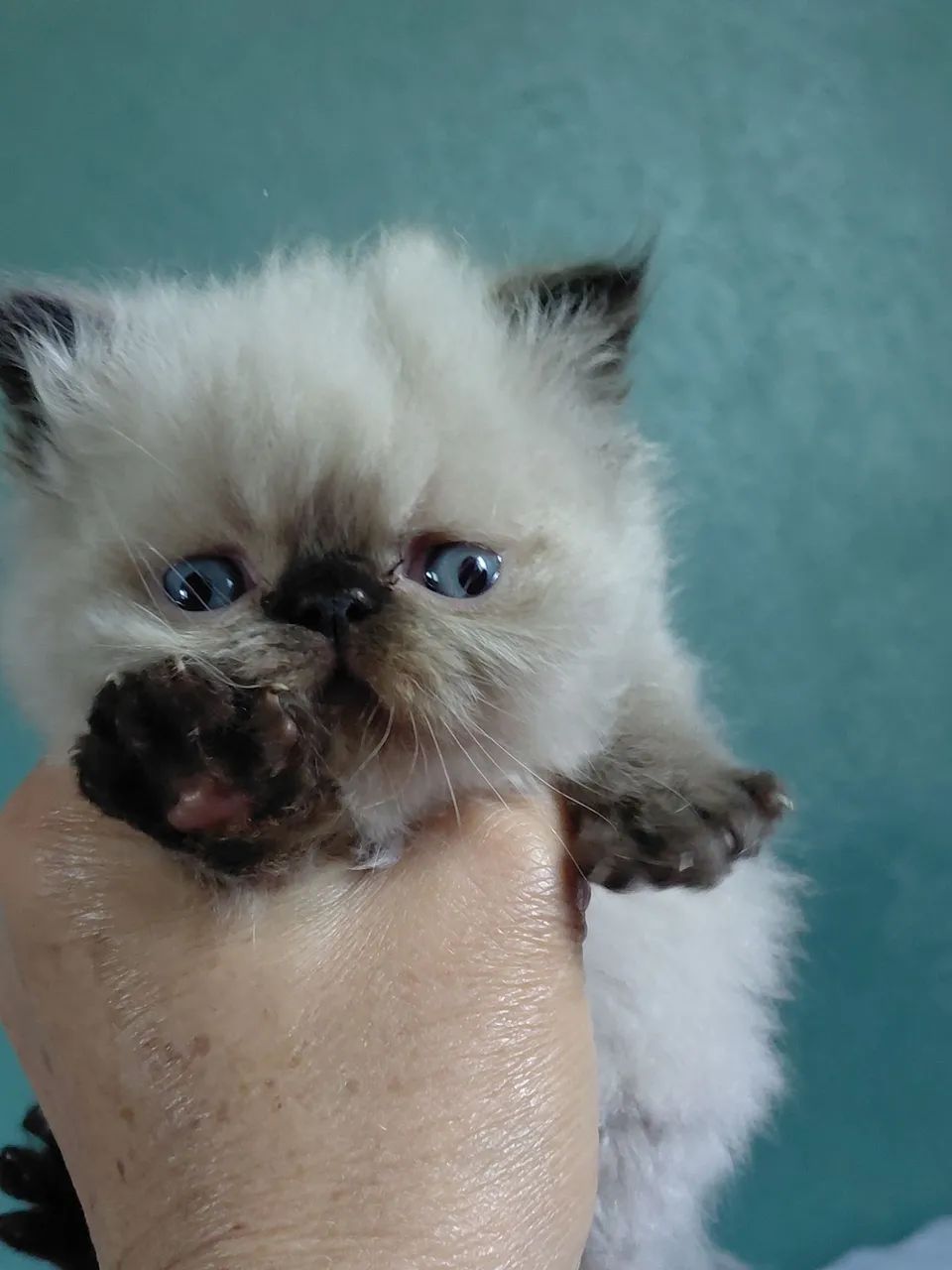 Gato Persa - Foto 3
