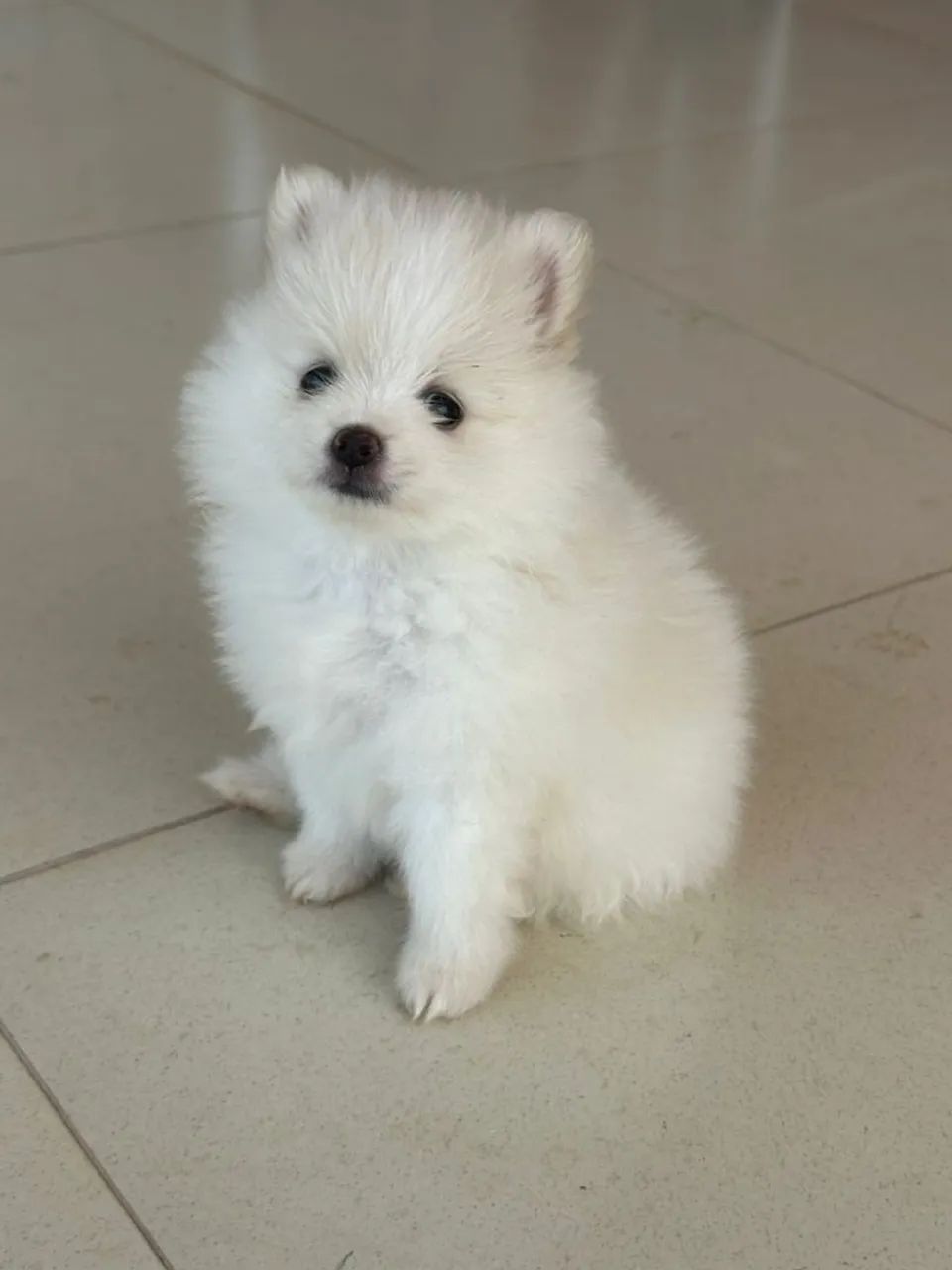Spitz Alemão disponível  - Foto 5