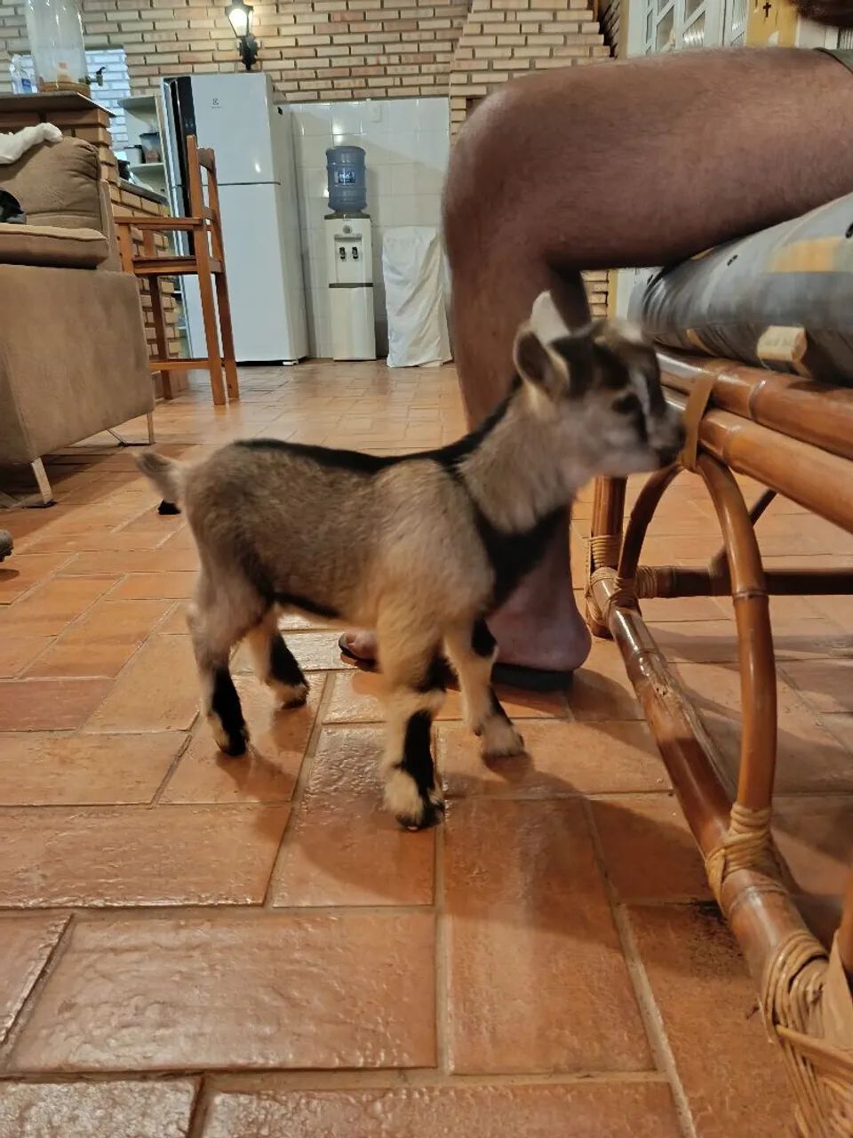 Mini bode e mini cabra - Foto 3