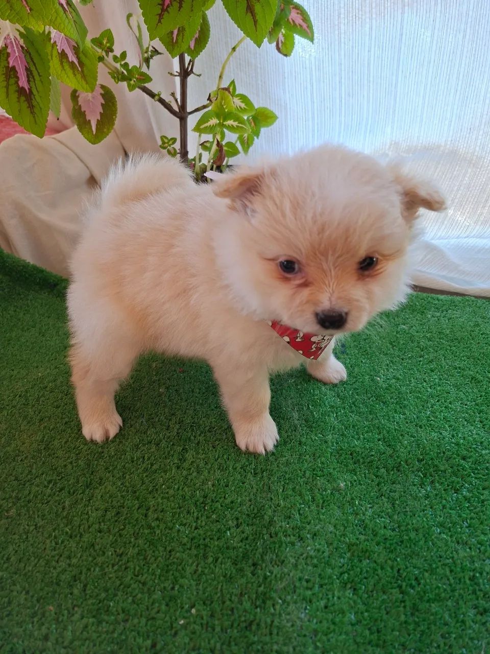 Cachorros e acessórios  - Foto 4