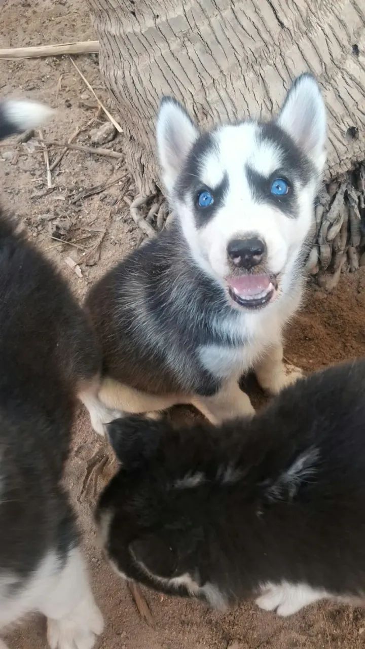 Husky siberiano  - Foto 4