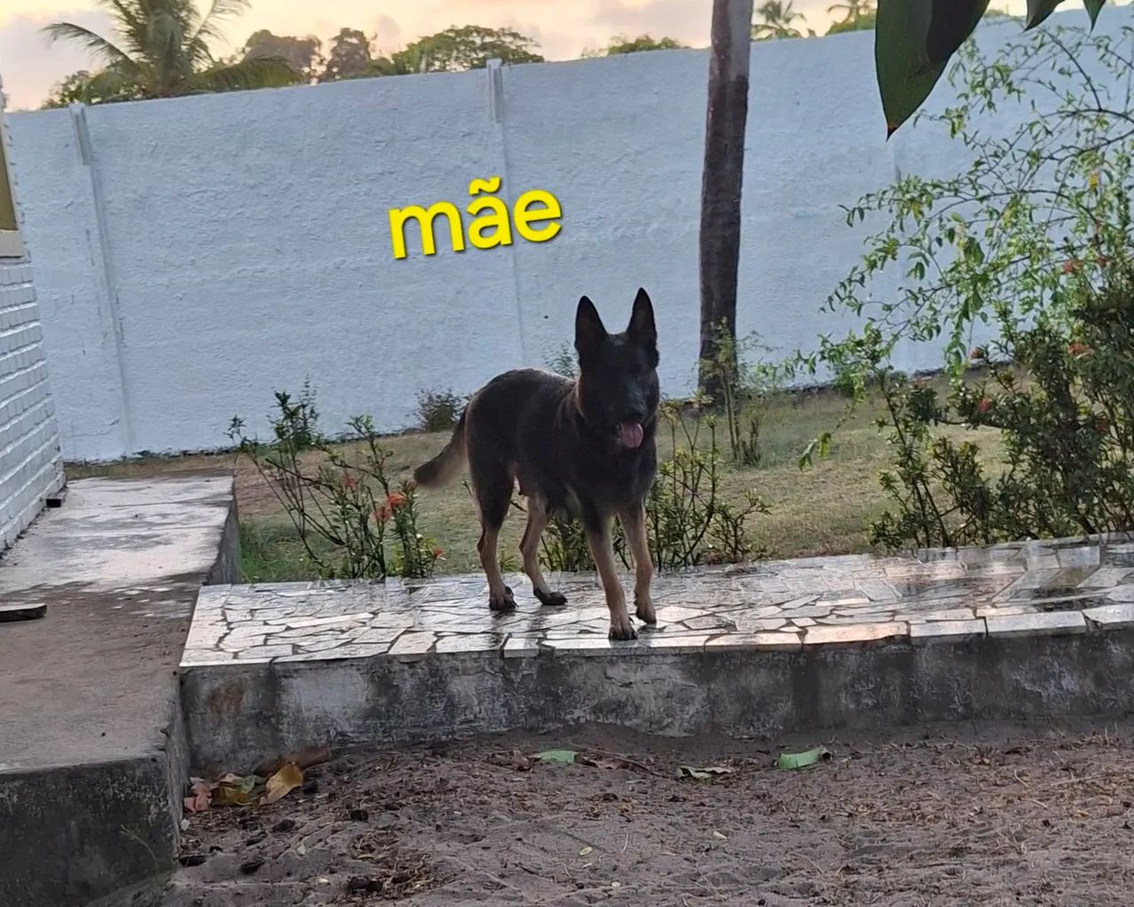 Pastor alemão  - Foto 4