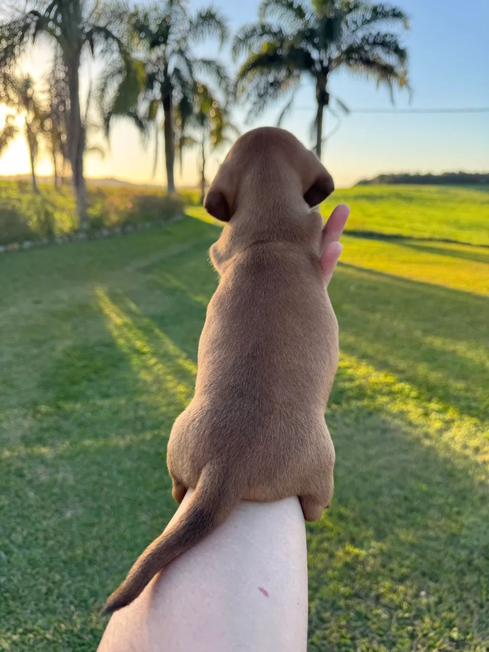 Dachshund  - Foto 3