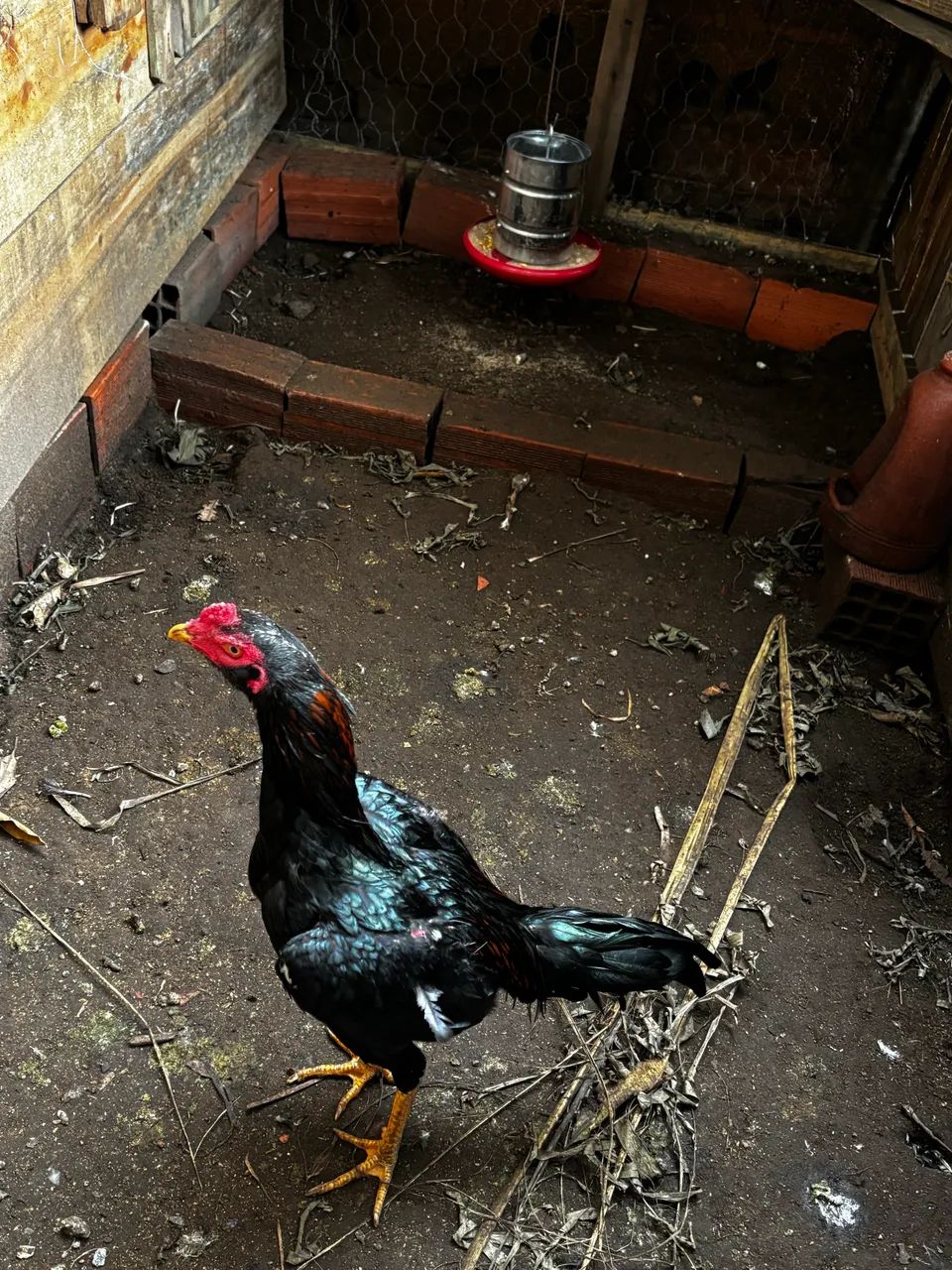 Frango índio  - Foto 2