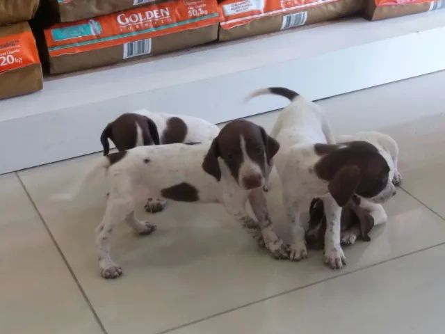 PERDIGUEIRO OTIMOS PARA CAÇA  - Foto 4