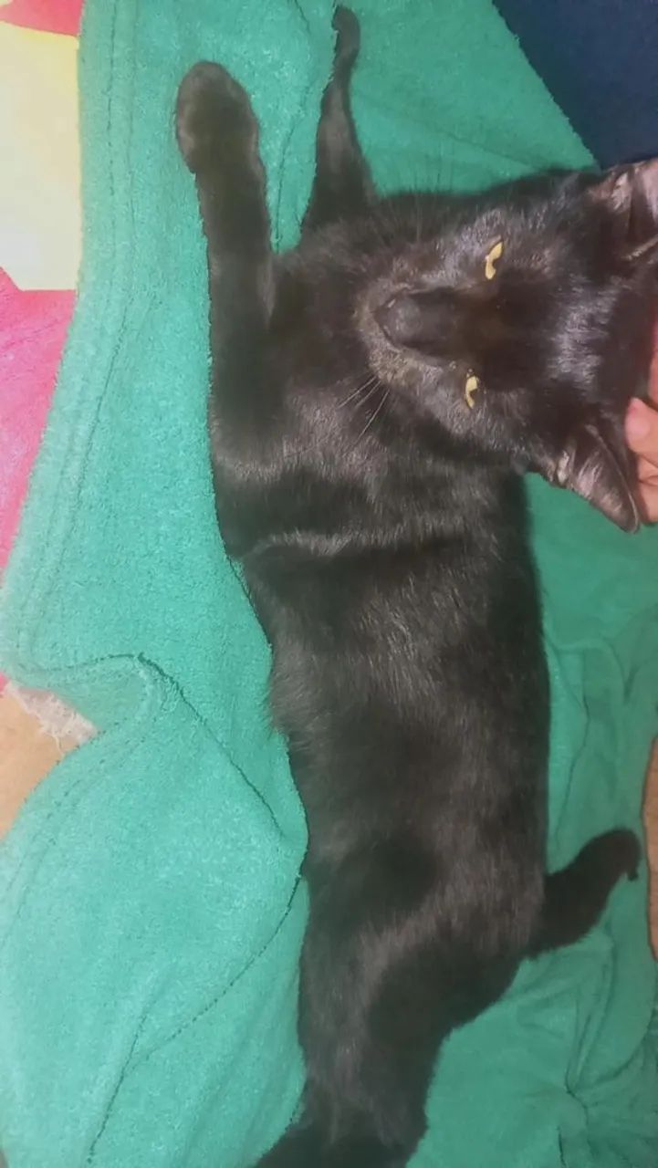 Doação de animais  - Foto 3