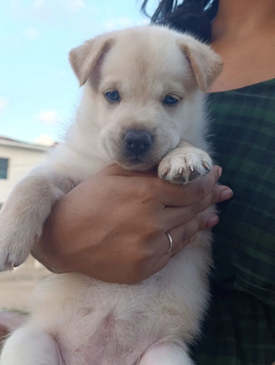Cachorro 