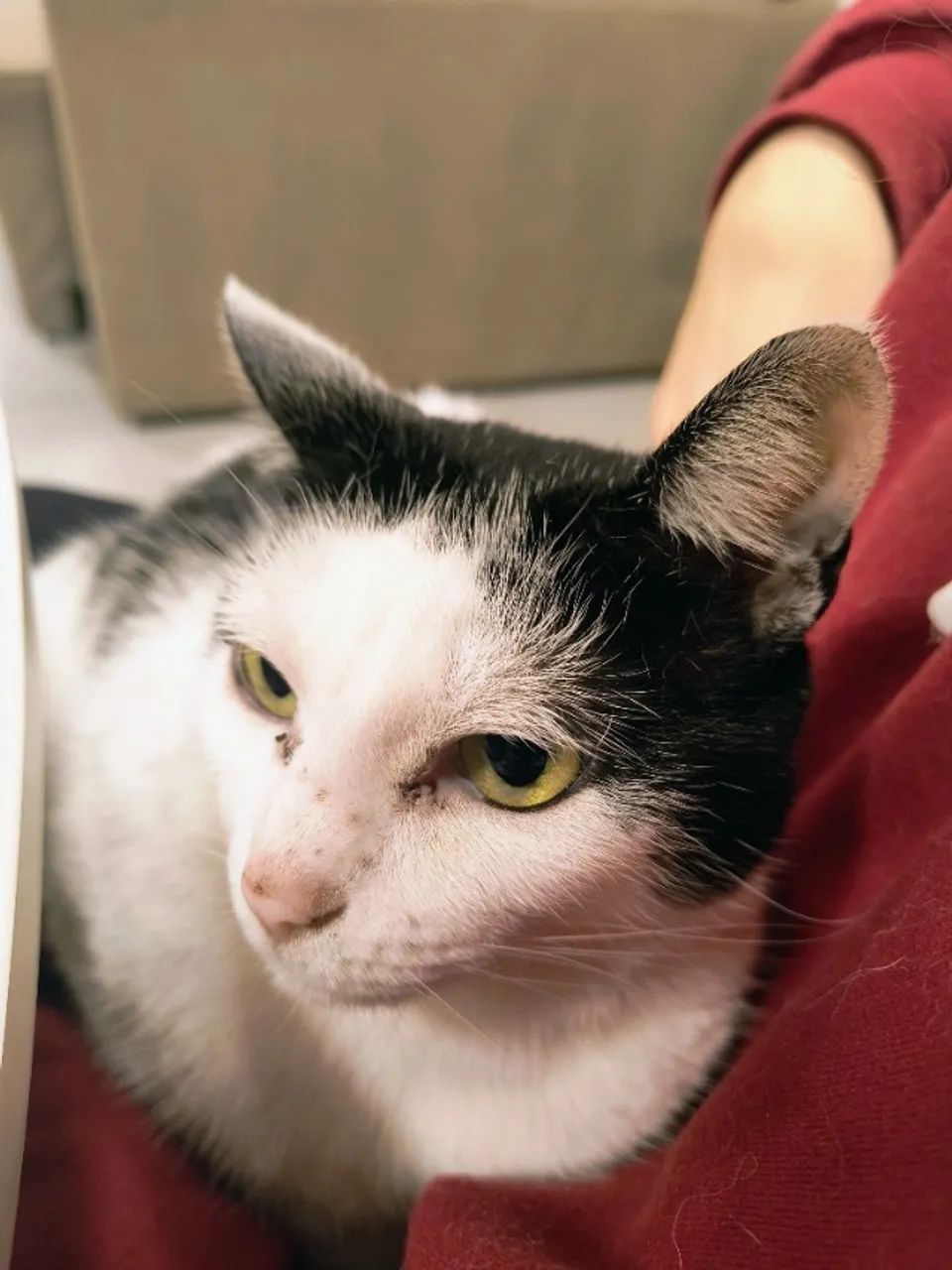 Doação gato - Foto 4