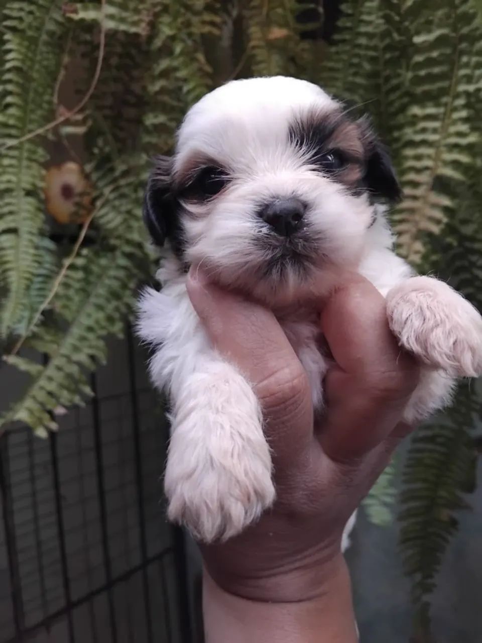 Cachorro  - Foto 4