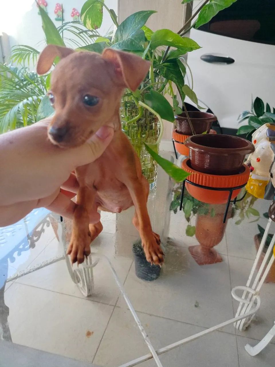 Pinscher macho 