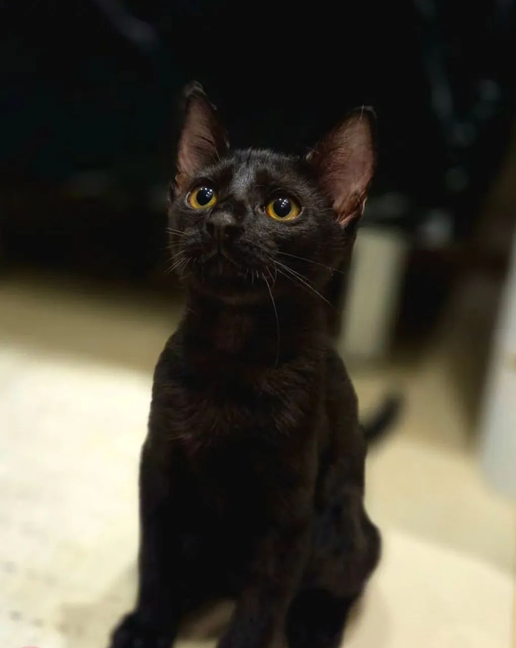 Gatinha Panterinha para Adoção Responsável  - Foto 2