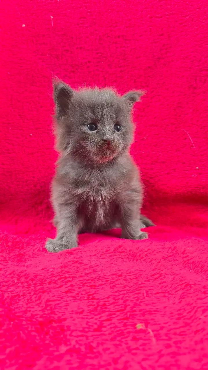 Maine Coon filhotes/ Gatil Cieslak 