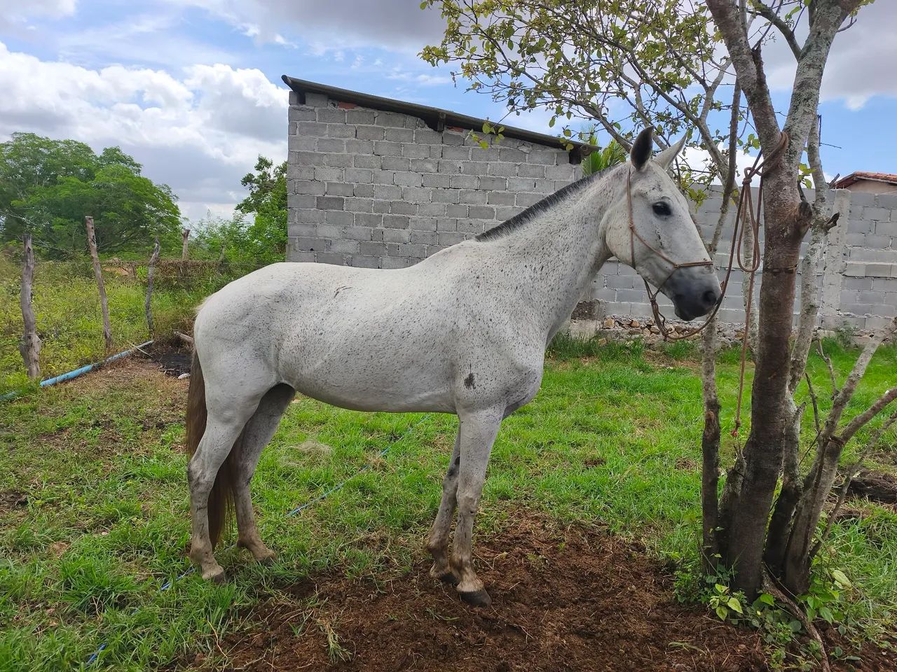 Égua marcha picada  - Foto 3