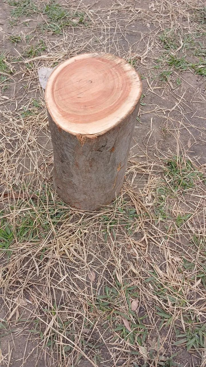 Corte e poda de árvores limpeza de terreno - Foto 4