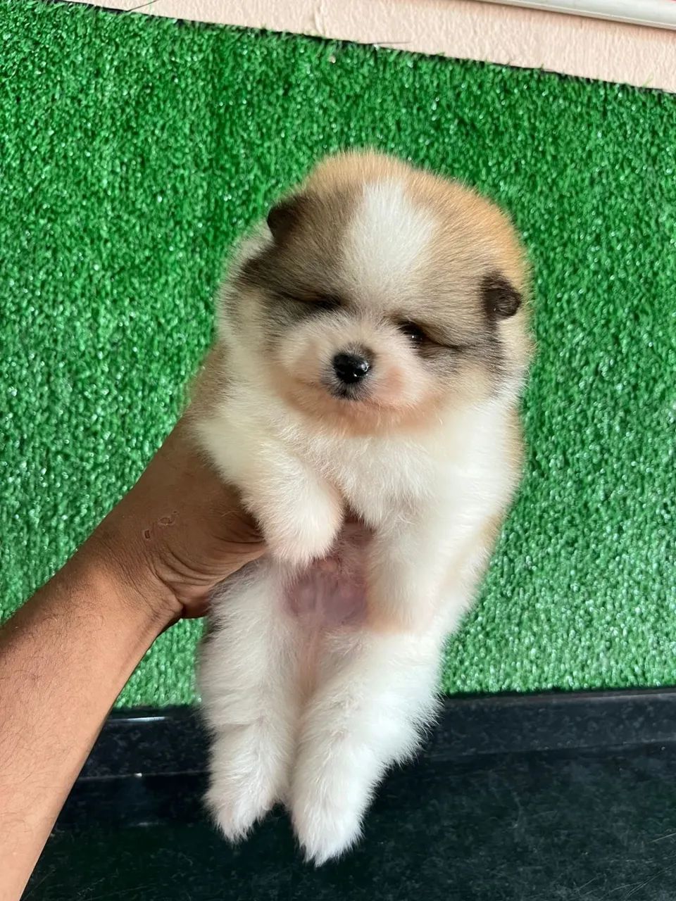 Spitz alemão anão / macho lulu da pomerania - Foto 2