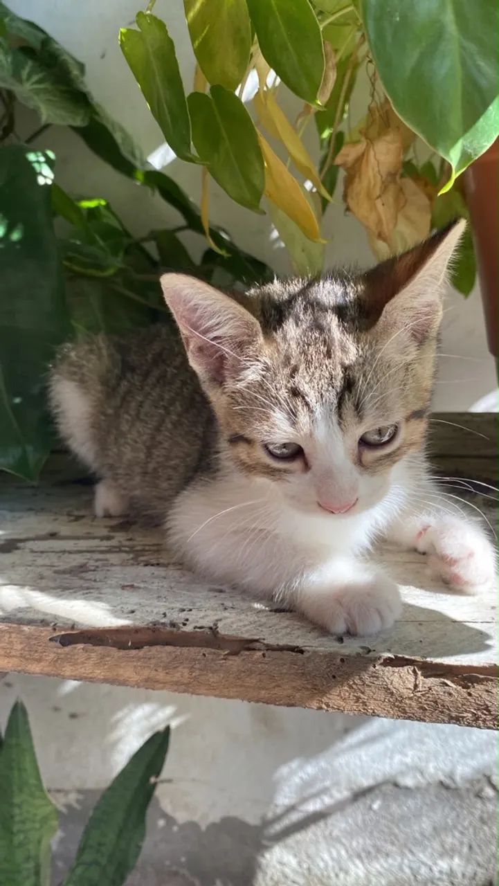 Adoção responsável  - Foto 2