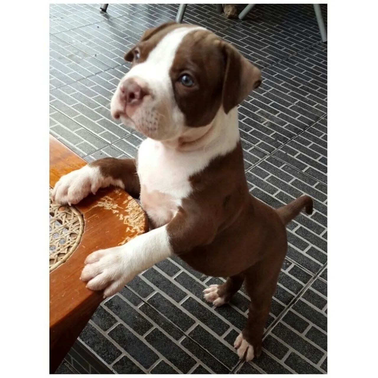 Pitbull Um Presente Cheio De Amor E Personalidade 