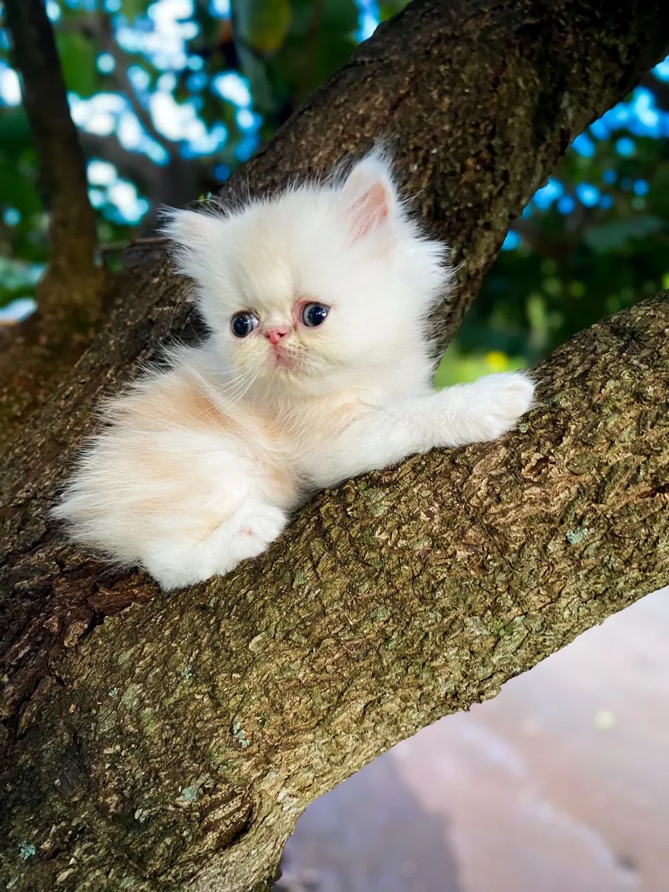 Gato Persa Foz do Iguaçu 