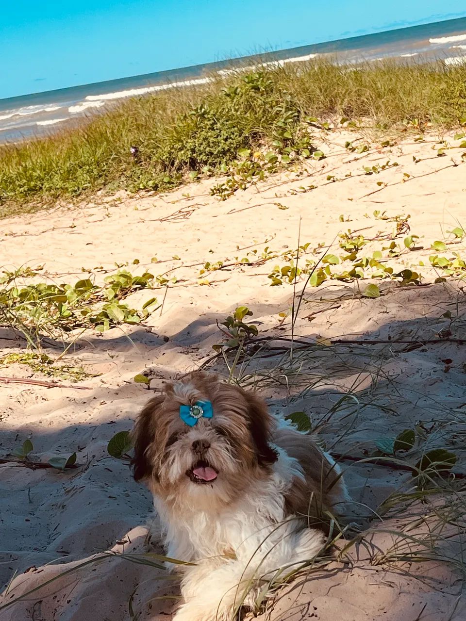 Vendo cachorrinha fêmea  - Foto 3