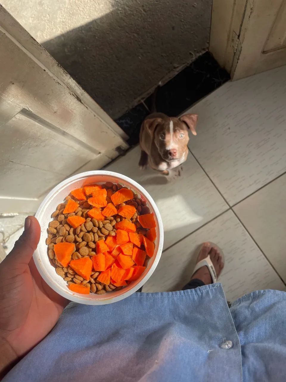 Pitbull filhote 2 meses  - Foto 2