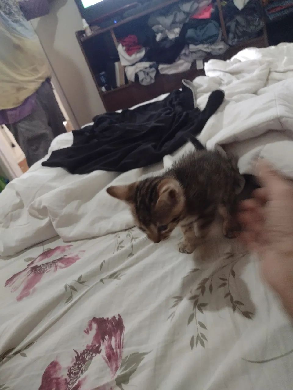 Doação de gatinhos macho e fêmea ZAP * - Foto 2