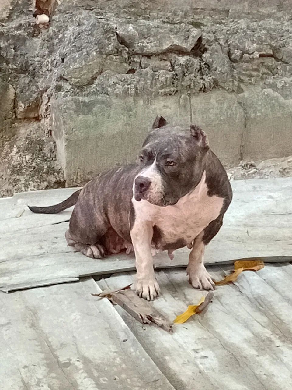 Cães 