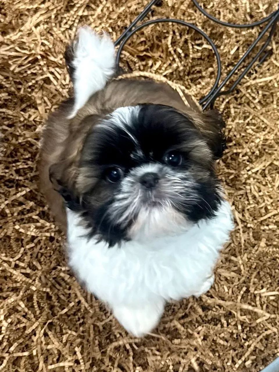 Shih Tzu adorável 
