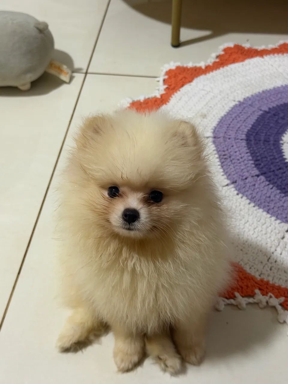 Spitz alemão  - Foto 2