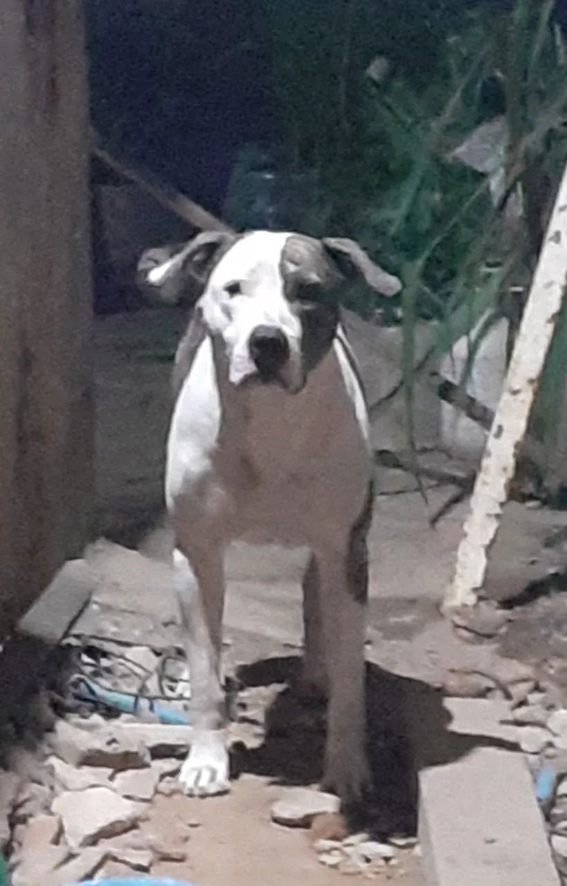 Cachorro 