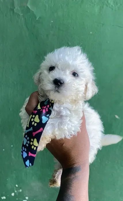 POODLE TOY  - Foto 2