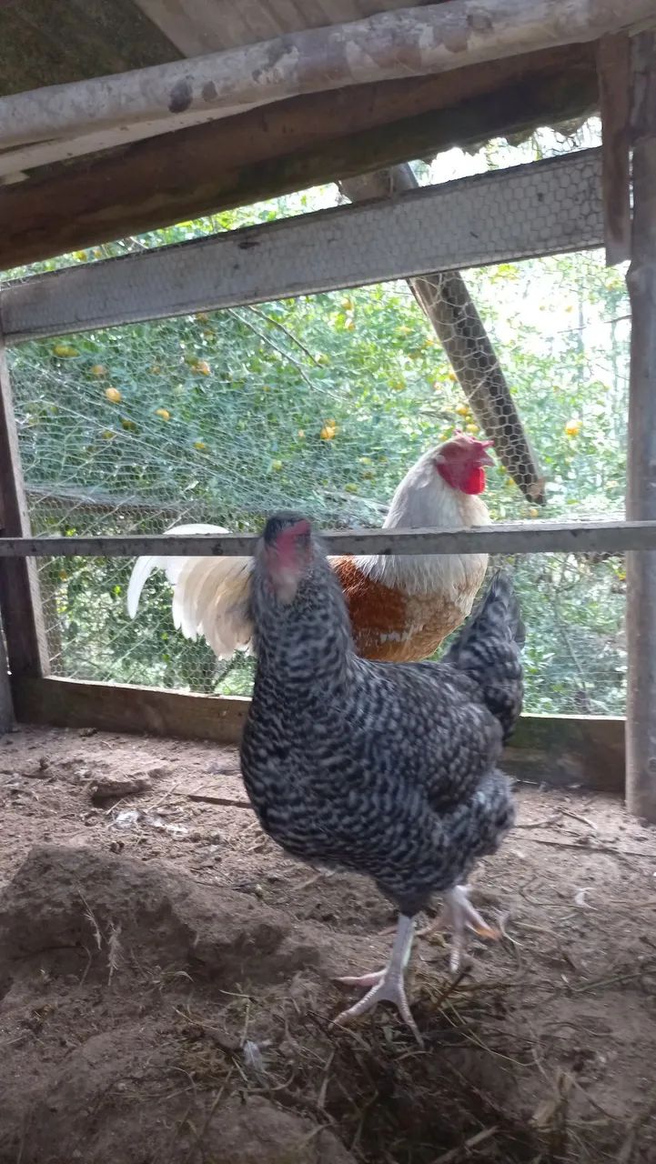 galinha e um galo  - Foto 5