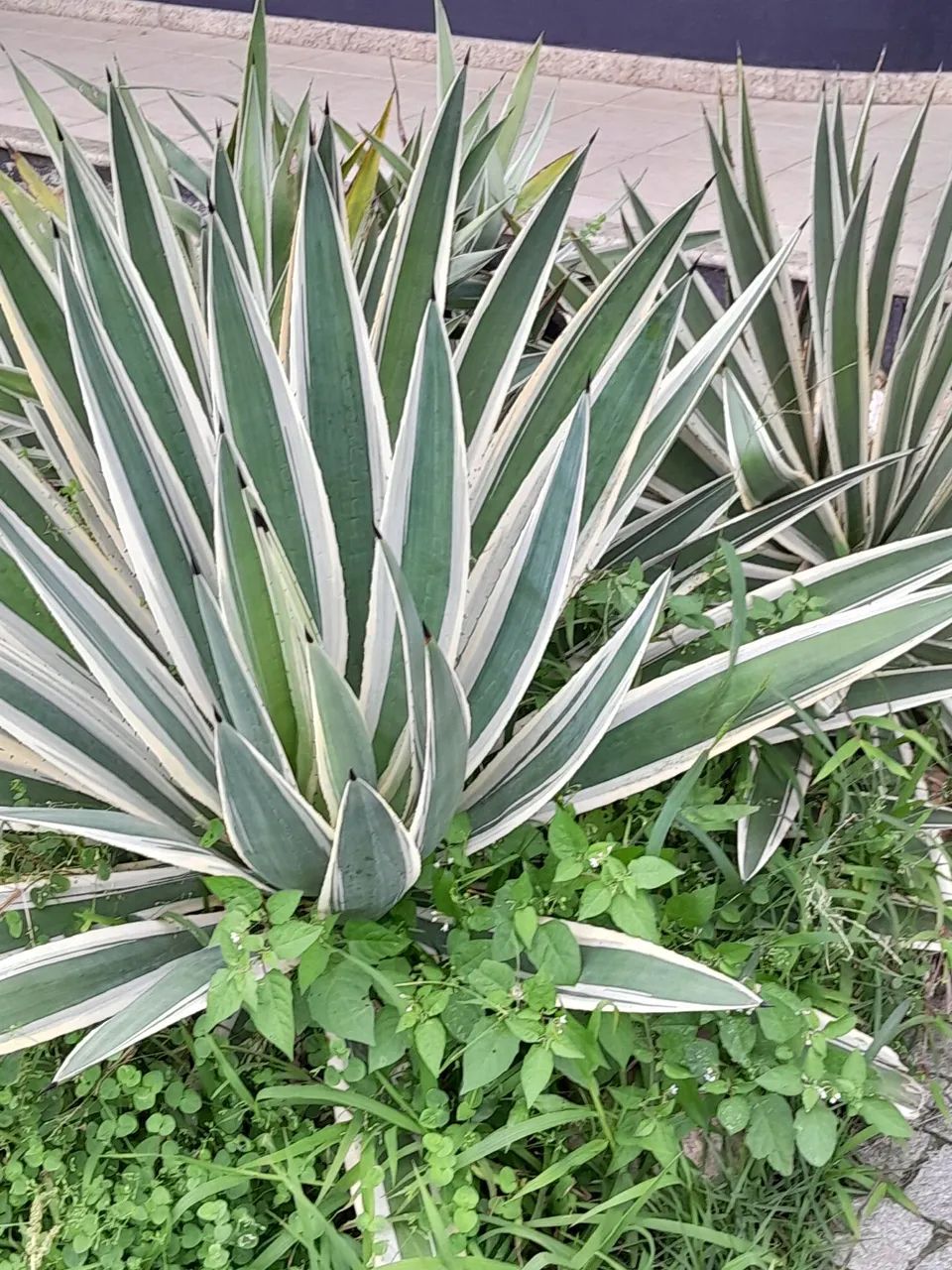 Vendo  vários vasos com plantas - Foto 2