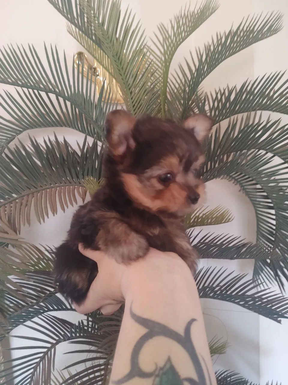 Mini Yorkshire !!!