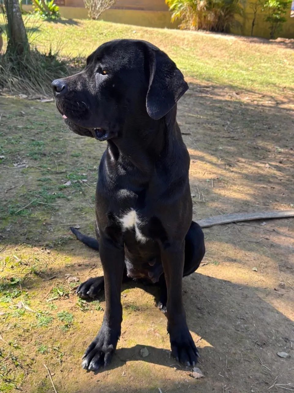 Fêmea de Cane corso adulta 