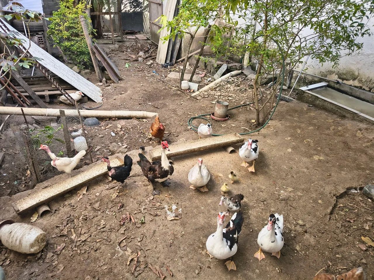 Galinhas e patos  - Foto 3