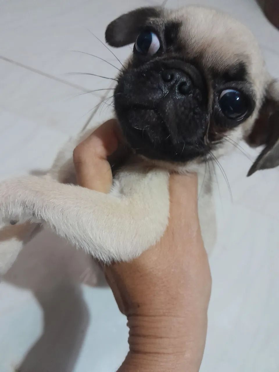 Fêmea pug 