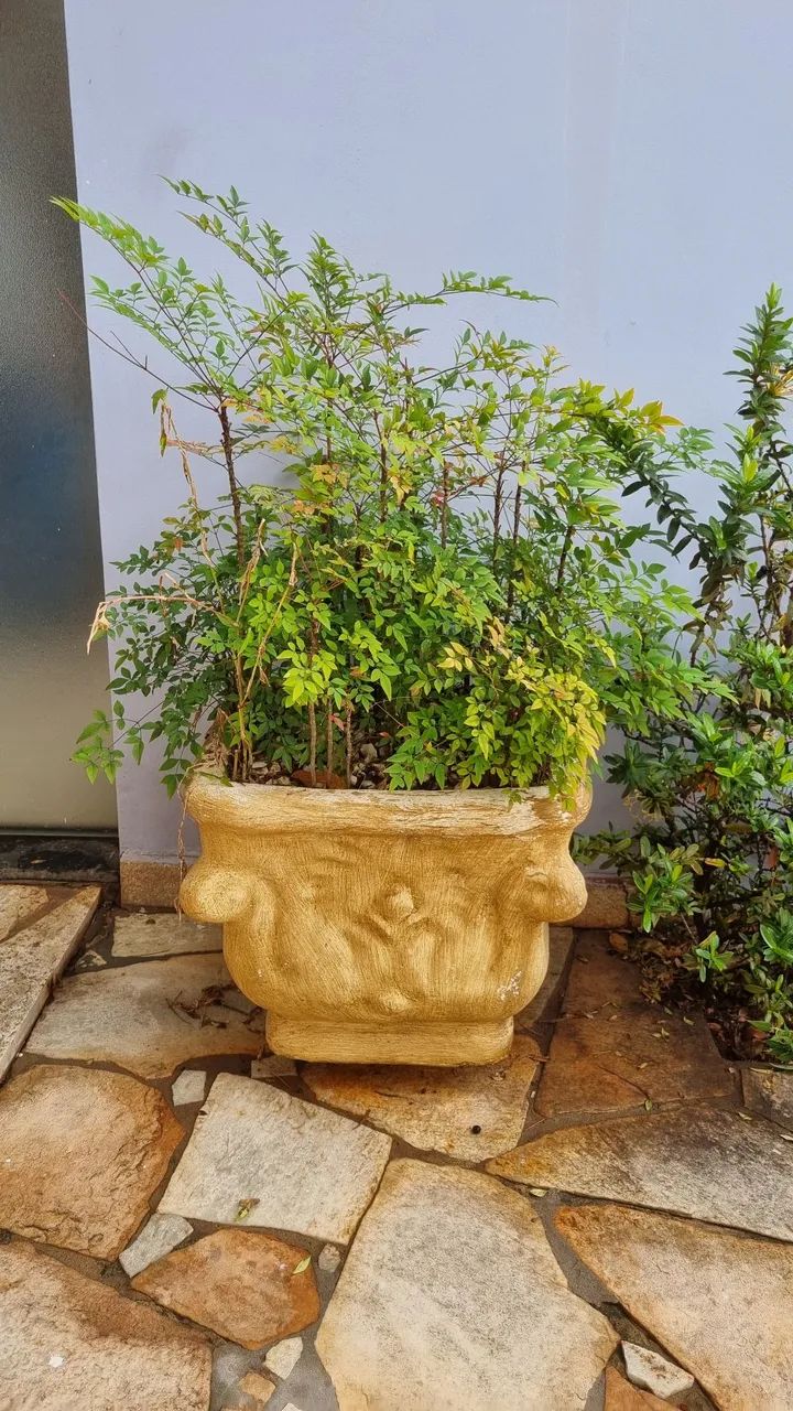 Vendo plantas - Foto 3