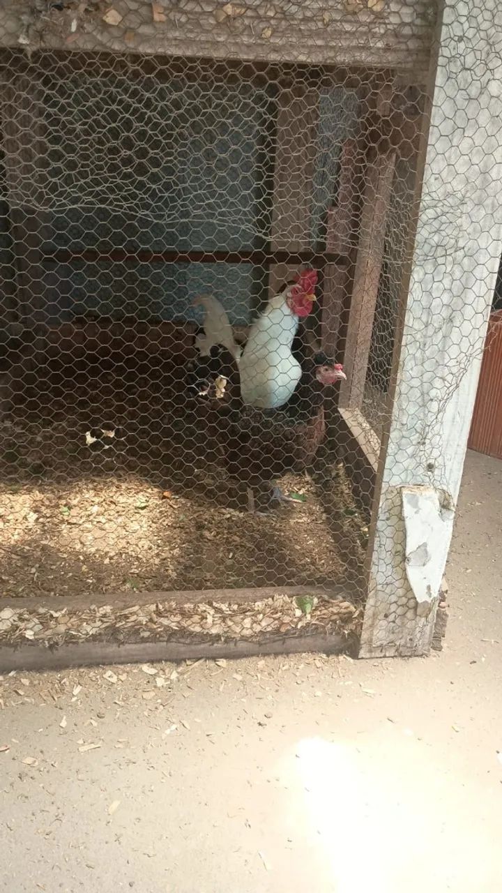 Trio de galinha garnize - Foto 2