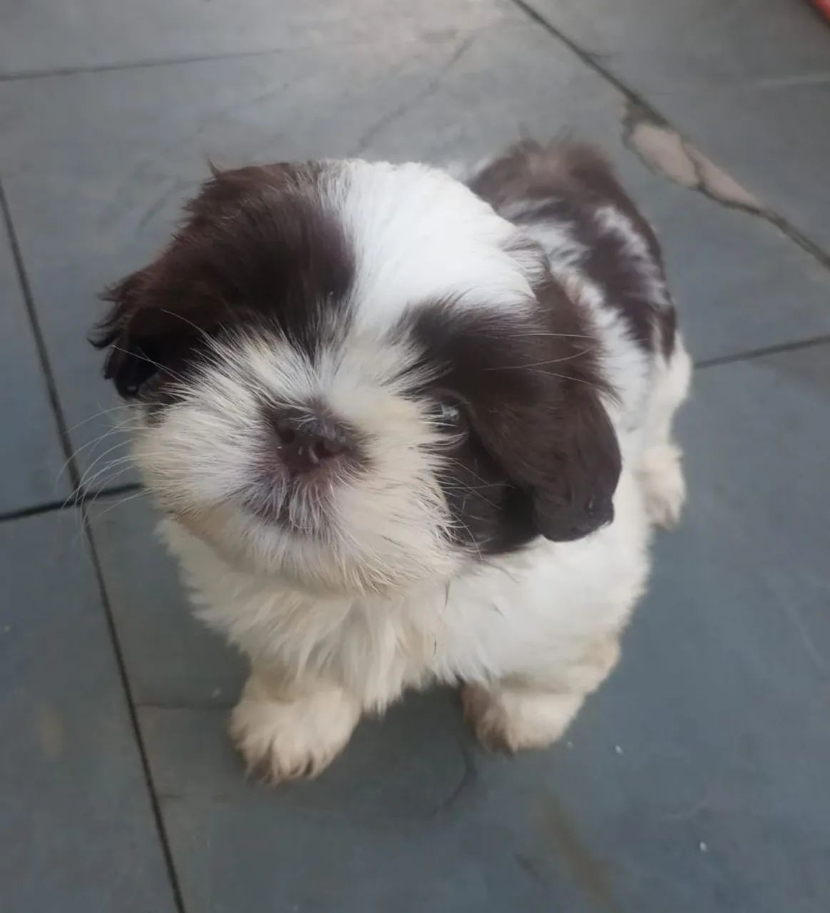 Shitzu